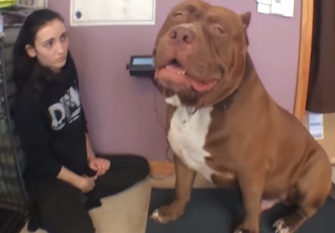 pitbull, tele, kilogrami, težina