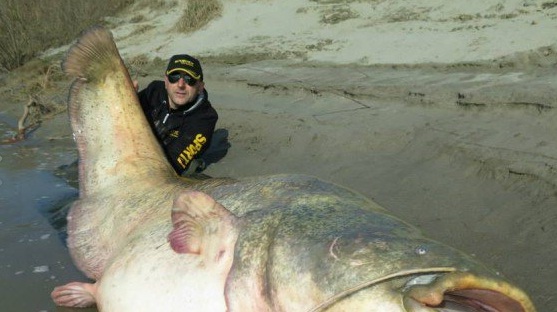 čudovište, som, uhvatiti