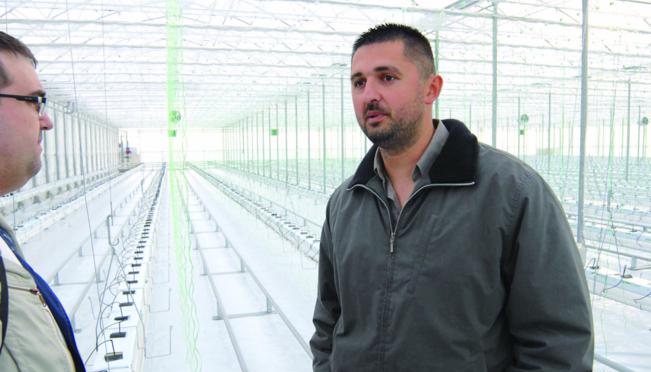 domovina, povratak u doomovinu, povratak u domovinu, proizvodnja rajčica