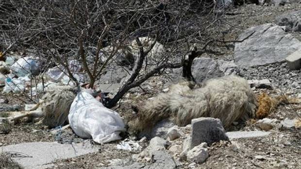 ovce, zaraza, Tomislavgrad, Tomislavgrad, ovce, ovce, kaznene prijave, Tomislavgrad