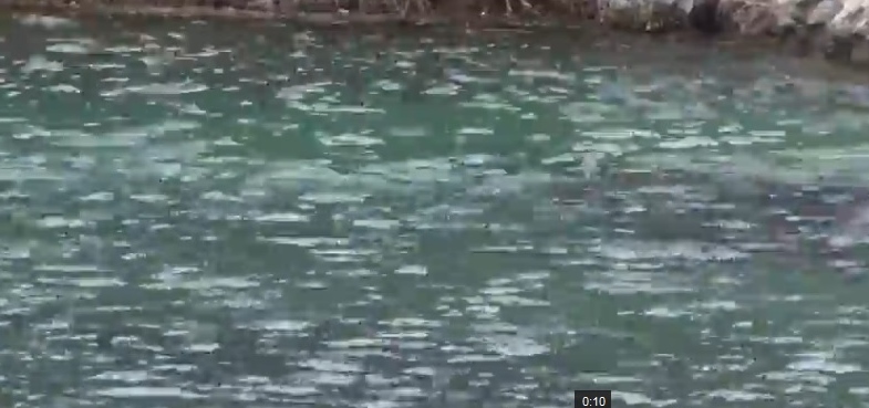 Široki Brijeg, sirena