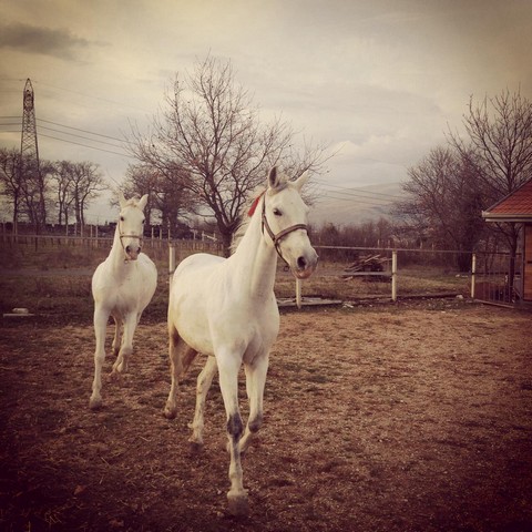 Međugorje, konjanici, povezivanje