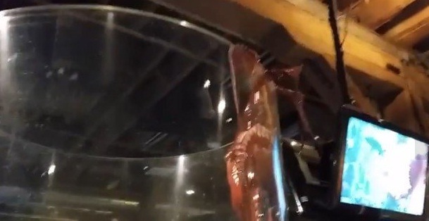 hobotnica, bijeg, akvarij