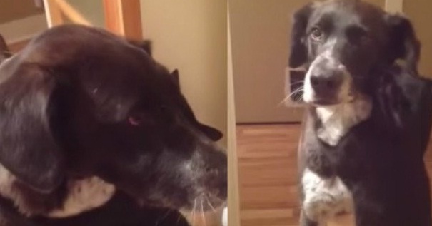 mačka, Pas, aparat za kartice, nedostajanje, zagrljaj