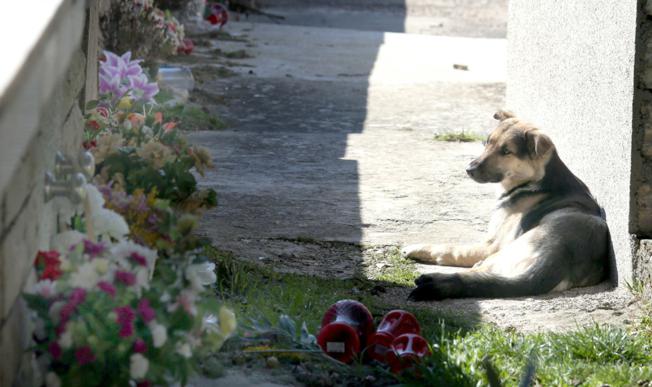 Pas, Najbolji čovjekov prijatelj