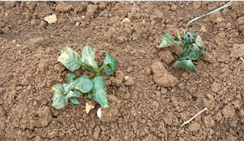 rani mraz, Ljubuški, šteta