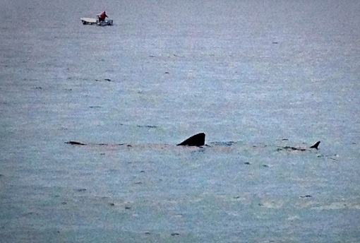 kitopsina, pecati , ribar, otok Cres 