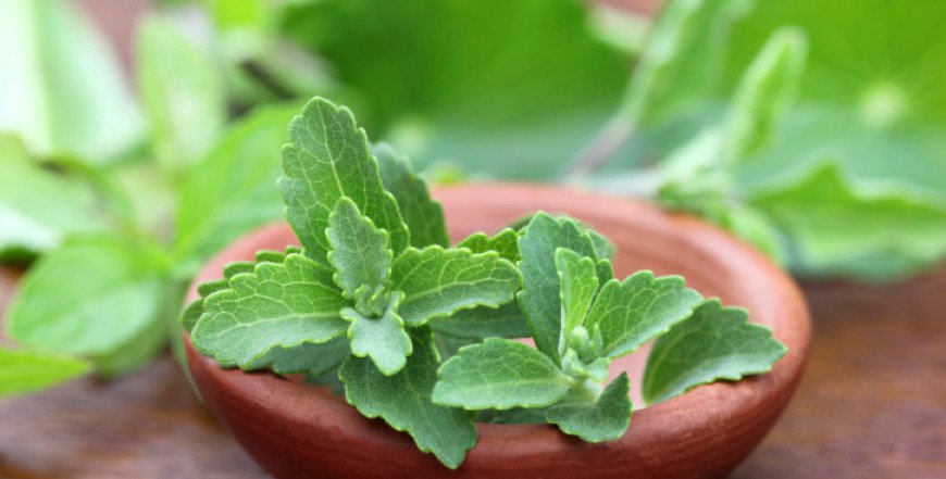 stevija, tajno oružje, blagodati