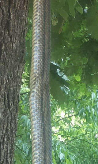 Ljubuški, zmija, veljaci