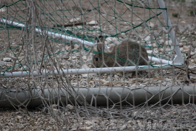 zeko, HŠK Zrinjski, sreća