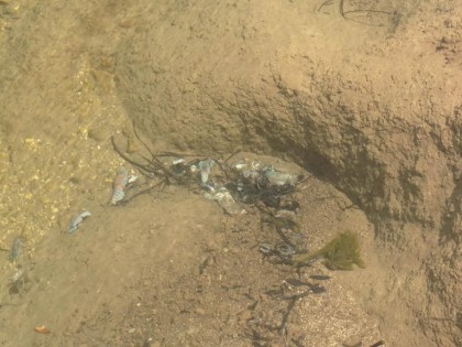 Lištica, rakovi, rijeka