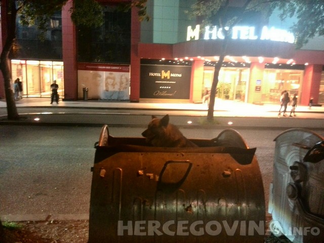 Pas, kontejner, Smeće