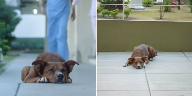 Pas, čovjek, organi