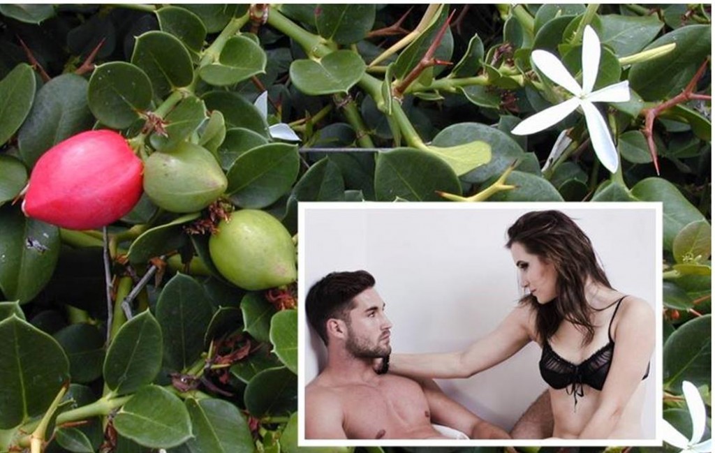 afrička šljiva, reklama, pad