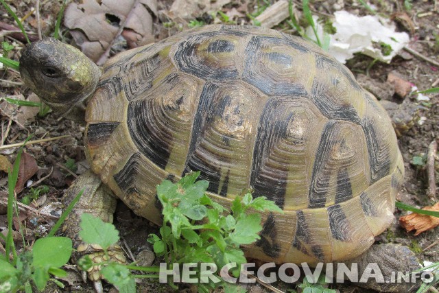 kornjače, kućni ljubimac, kućni ljubimci