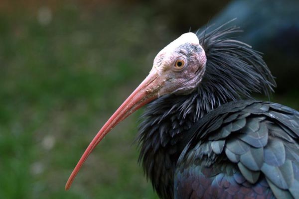 sjeverni celavi ibiz