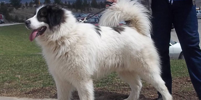 Ban Sokol , natjecanje, Pas tornjak