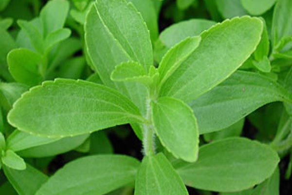 stevia
