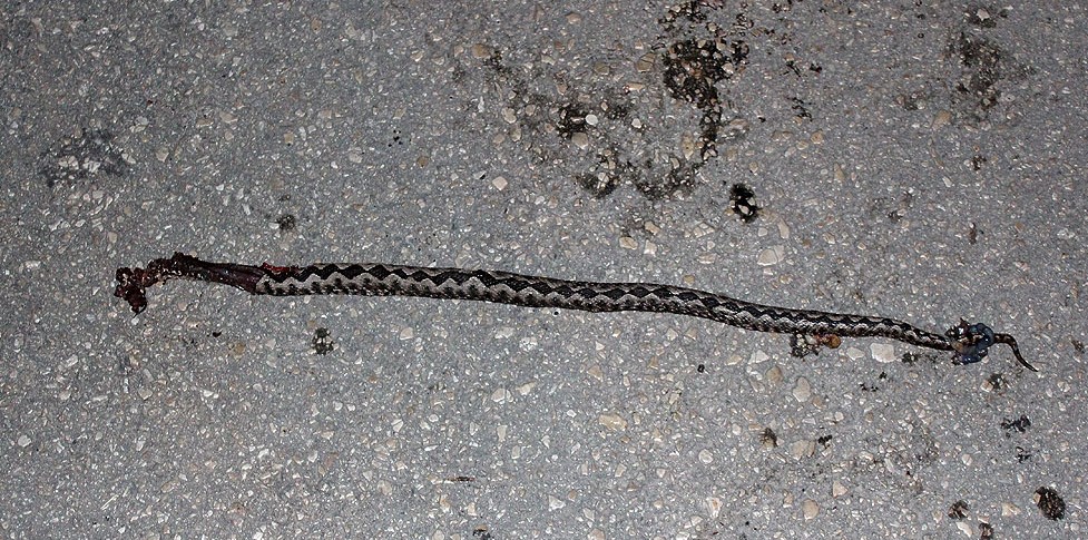 crna kronika, zmija, zmije, kod kuće , ujed, oprez, zmije, ugriz zmije, opasnost, poskok, poskoci, zmije, hvatanje , zmije, jesen, Hercegovina, zmija, krevet