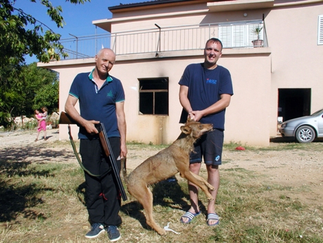 Čitluk, vuk, Dragan Dodig