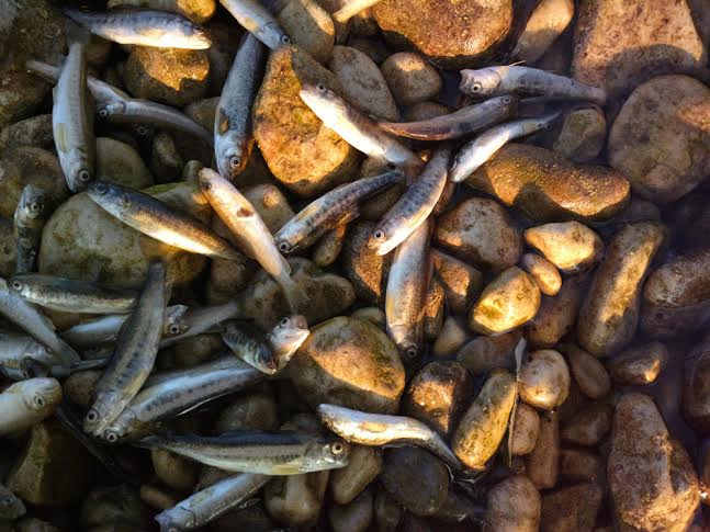 Široki Brijeg, ribe, ekocid