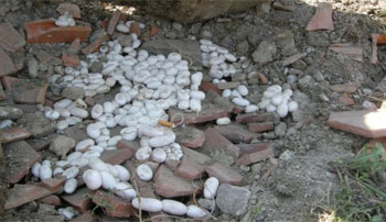 djeca, zmije, leglo zmija