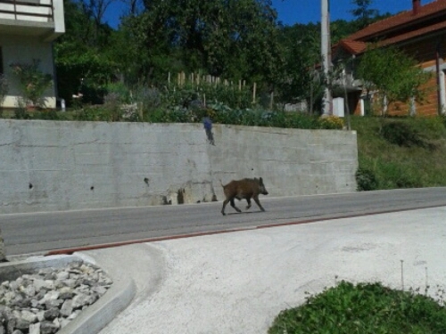 Rama, divlja svinja