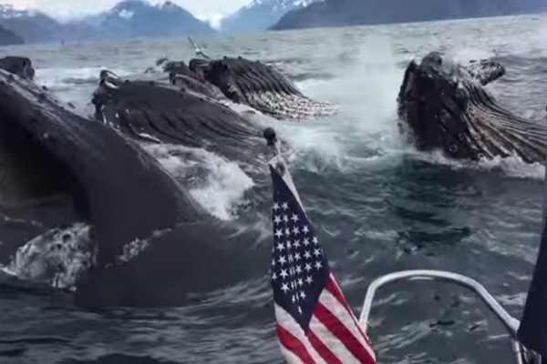 grbavi kit