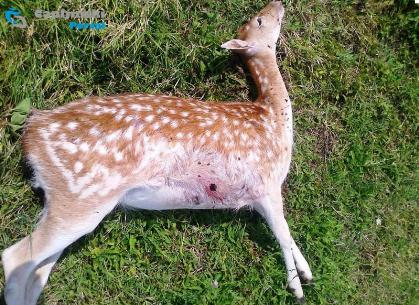 Čapljina, ubojstvo, potraga, jelen lopatar