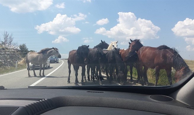 Livno, divlji konji, krug, divlji konji, Cincar, Ivovik -Borova glava, borova glava, borova glava, M 15 Livno - Šujica, divlji konji