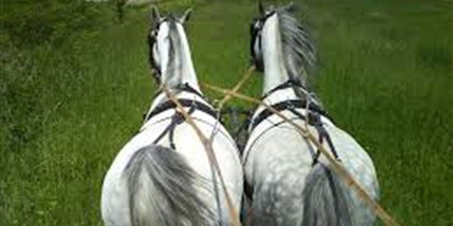 ljubomorni partner, ljubomora, konji, vuča