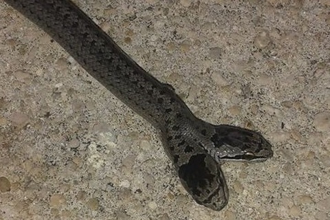 zmija, Livno, dvije glave