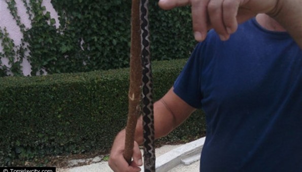 poskok, zmija, Tomislavgrad