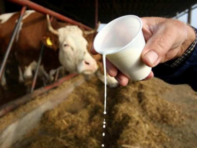 matija šerić, Hrvatska, BIH, mlijeko, mlijeko, BIH, izvoz, Europska unija, mlijeko, BIH, Europska unija