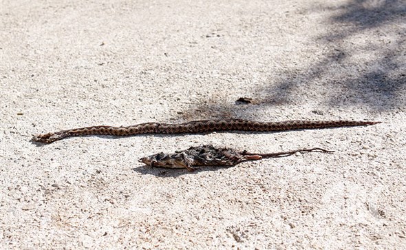 poskok, Mokro, Široki Brijeg