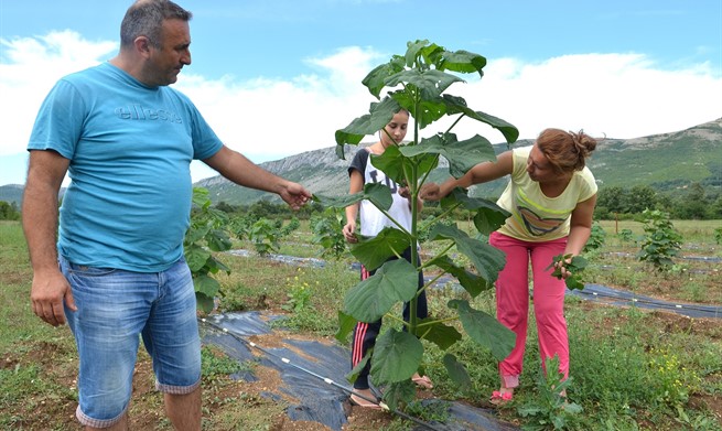 policajac, sadnja, Paulovnija