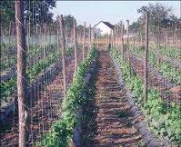 posao, Hercegovina, krastavci