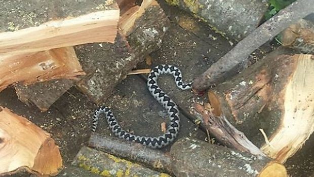 Tomislavgrad: Riđovka od 120 centimetara u drvima