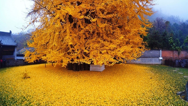 drvo, kina, dinosauri