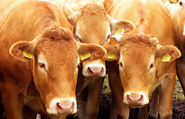 kloniranje, kina, životinje, cjepiva