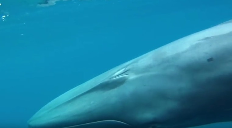 kit, Otok Madagaskar, snimak