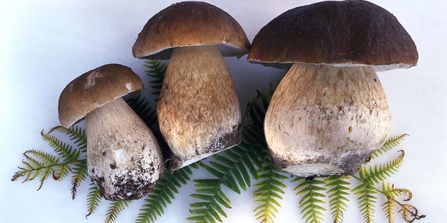 Varganj, gljive, ljekovite gljive, šampinjoni