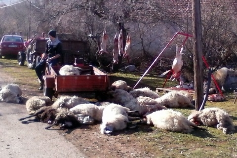 ovce, Stolac, vukovi