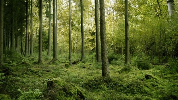 Livno, šuma, smrt, sječa šume