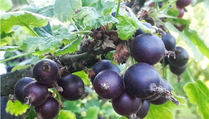 crni ribiz,  stimulativni napitak, ljekovito bilje, Ljekovito ulje, Ljekovito djelovanje