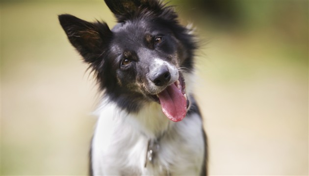 Pas, naginjanje glave, razlozi, psi, zdravlje, Pas, obitelj, Pas, vjerni kućni ljubimac, držanje kućnih ljubimaca, kućni ljubimac, parazit, crijevni parazit, parazitske infekcije, kućni ljubimci