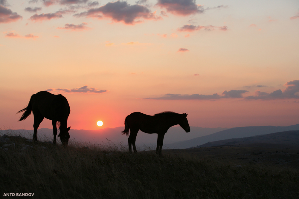 Livno, krug, divlji konji, Livno, divlji konji