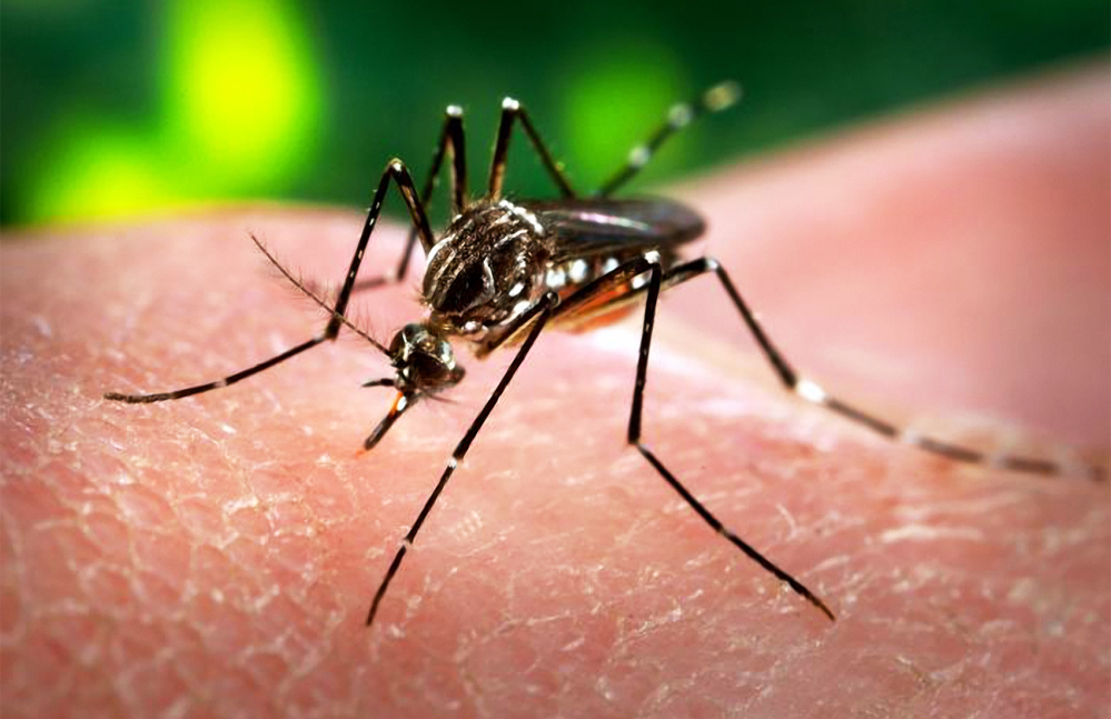 virus, zika virus, zika virus, virus Zika , zika virus, zika virus, virus Zika , zika virus, virus Zika , Slovenija, komarci, prirodni sastojci , eterična ulja, komarci, ljudi, komarci, tigrasti komarci, zaštita