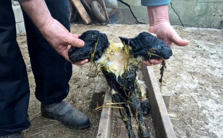 janje, dvije glave, Jajce