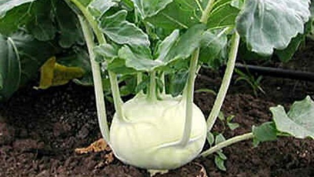 povrće, koraba, jeftina namirnica